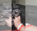 Puppy Cocoa Yorkshire Terrier