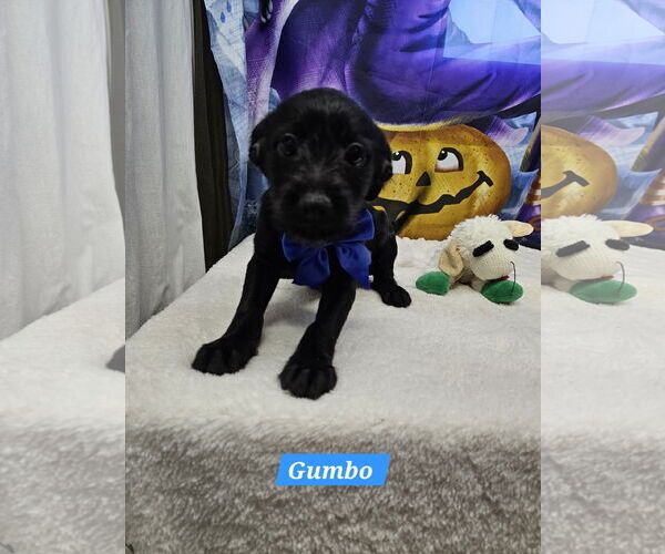Medium Photo #1 Jack Russell Terrier-Unknown Mix Puppy For Sale in Metairie, LA, USA