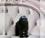 Small Photo #1 Poodle (Toy)-Yorkshire Terrier Mix Puppy For Sale in WARSAW, IN, USA