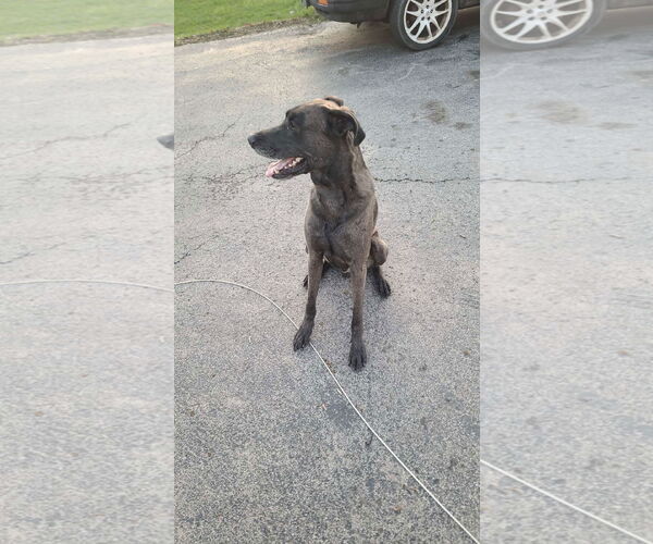 Medium Photo #3 German Shepherd Dog-Great Dane Mix Puppy For Sale in Lockport, NY, USA
