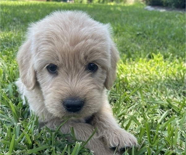 Medium Photo #1 Labradoodle Puppy For Sale in COPPELL, TX, USA