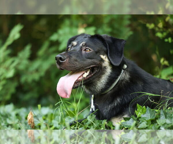 Medium Photo #1 Shepradors Puppy For Sale in Raleigh, NC, USA