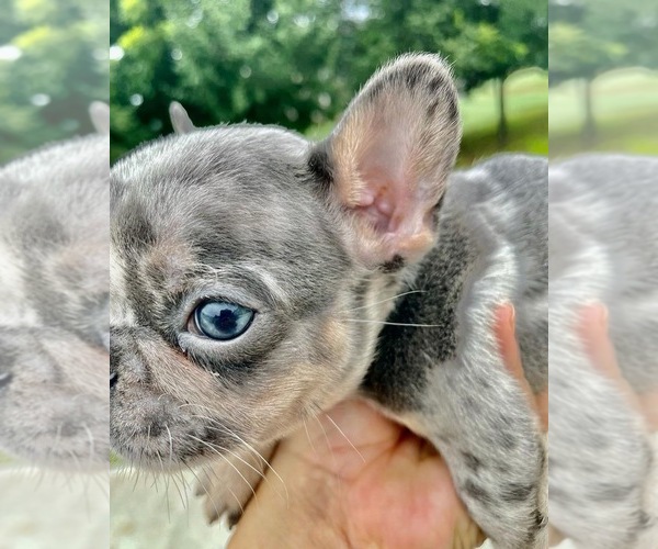 Medium Photo #2 French Bulldog Puppy For Sale in WINDER, GA, USA