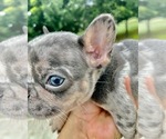 Small Photo #2 French Bulldog Puppy For Sale in WINDER, GA, USA