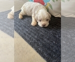 Small #3 Cocker Spaniel