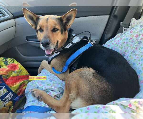 Medium Photo #2 Mutt Puppy For Sale in Woodland Hills, CA, USA