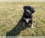 Small #4 Miniature Australian Shepherd