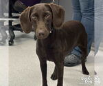 Small Photo #4 Boykin Spaniel-Labrador Retriever Mix Puppy For Sale in Washington, DC, USA