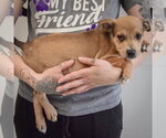 Small #2 Jack Russell Terrier Mix