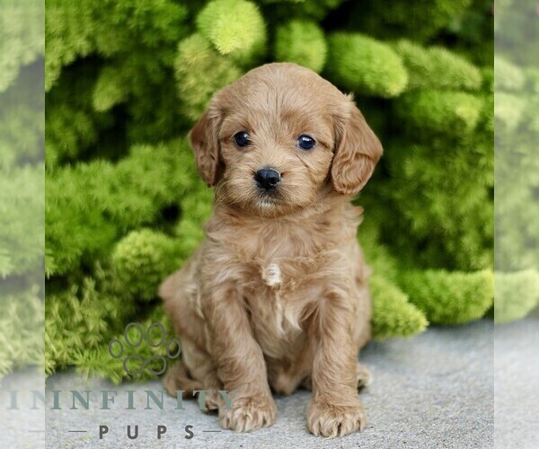 Medium Photo #1 Cavapoo Puppy For Sale in PARADISE, PA, USA