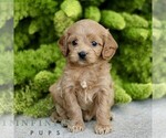 Image preview for Ad Listing. Nickname: Chelsey