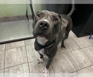 American Staffordshire Terrier-Unknown Mix Dogs for adoption in Grand Prairie, TX, USA