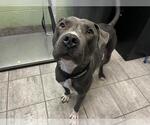 Small American Staffordshire Terrier Mix