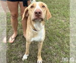 Small #5 Labrador Retriever Mix