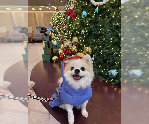 Medium Photo #2 Pomeranian Puppy For Sale in Agoura Hills, CA, USA