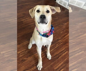 Daphne - Female Labrador Retriever-Unknown Mix Dog for Adoption - Photo #2