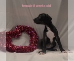 Small Photo #6 Great Dane Puppy For Sale in IUKA, IL, USA