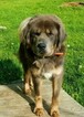 Small Photo #1 Tibetan Mastiff Puppy For Sale in MIDDLEFIELD, OH, USA