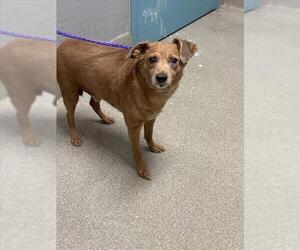 Italian Greyhuahua Dogs for adoption in Las Vegas, NV, USA