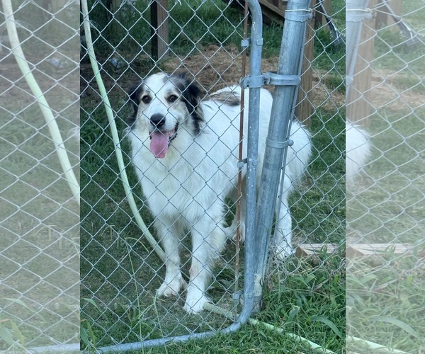 Medium Photo #4 Great Pyrenees-Unknown Mix Puppy For Sale in McKinney, TX, USA