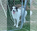 Small #3 Great Pyrenees Mix