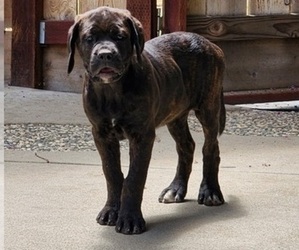 Mastiff Puppy for sale in MERCED, CA, USA