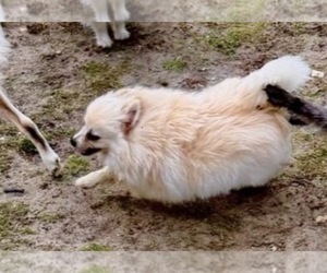Mother of the Pomeranian puppies born on 06/02/2026