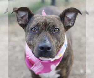 American Staffordshire Terrier-Unknown Mix Dogs for adoption in San Antonio, TX, USA