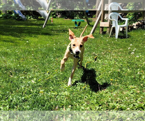 Medium Photo #7 Chihuahua-Unknown Mix Puppy For Sale in Crystal, MN, USA