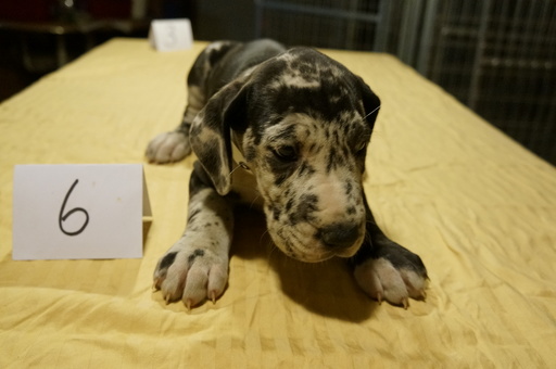 Medium Photo #1 Great Dane Puppy For Sale in CONROE, TX, USA