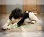 Small Photo #1 Newfoundland-Saint Bernard Mix Puppy For Sale in MARENGO, WI, USA