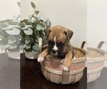 Puppy Dark Green Boxer