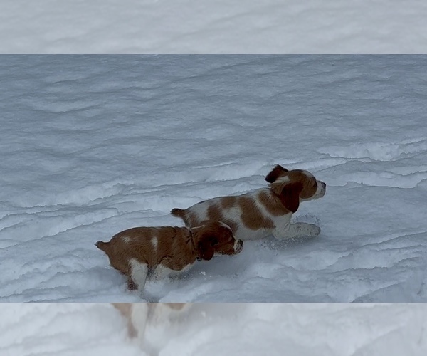 Medium Photo #12 Brittany Puppy For Sale in ORRUM, NC, USA