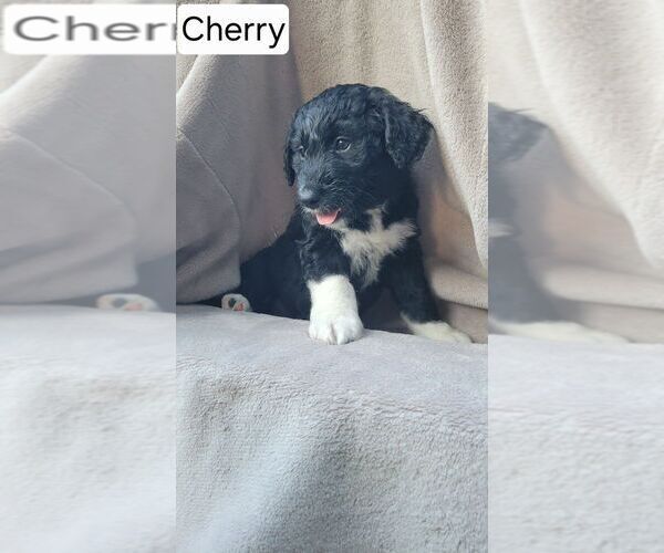 Medium Photo #2 Aussiedoodle Puppy For Sale in CONWAY, SC, USA
