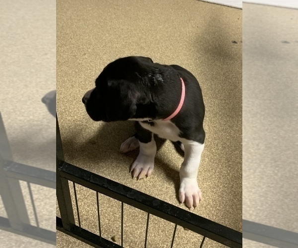 Medium Photo #61 Great Dane Puppy For Sale in MARICOPA, AZ, USA