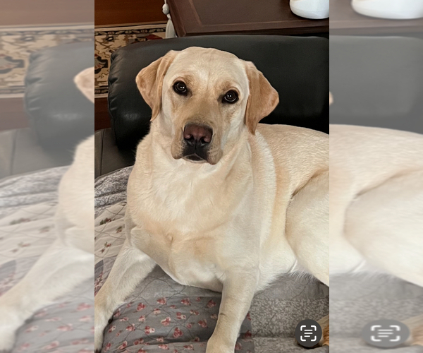 Medium Photo #1 Labrador Retriever Puppy For Sale in HIGH POINT, NC, USA