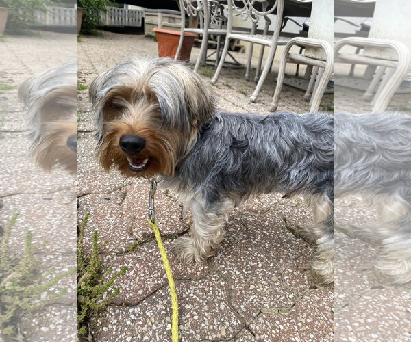 Medium Photo #1 Mutt Puppy For Sale in Hillsboro, MO, USA