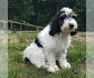 English Springer Spaniel-Poodle (Miniature) Mix Puppy for sale in PARADISE, PA, USA