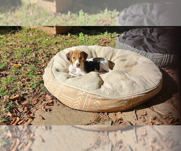 Medium Photo #1 Mutt Puppy For Sale in Fairfax, VA, USA