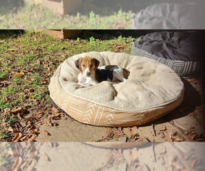 Winnie * Adopt or Foster* - Female Mutt Dog for Adoption