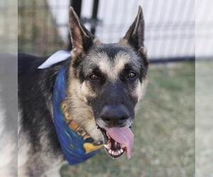 German Shepherd Dog-Unknown Mix Dogs for adoption in San Antonio, TX, USA