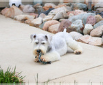 Small #2 Schnauzer (Miniature)