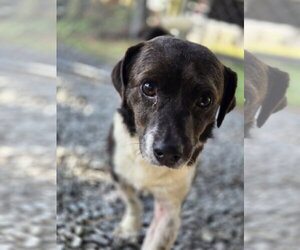 Border Collie-Chihuahua Mix Dogs for adoption in Albemarle, NC, USA