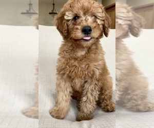 Goldendoodle-Poodle (Miniature) Mix Puppy for sale in RANDOLPH, WI, USA