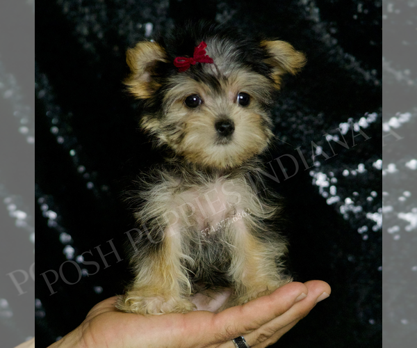 Medium Photo #1 Morkie Puppy For Sale in WARSAW, IN, USA