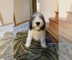 Small Photo #1 Poodle (Standard) Puppy For Sale in EVERETT, WA, USA