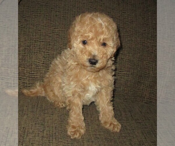 Medium Photo #5 Labradoodle Puppy For Sale in LINCOLN, AL, USA