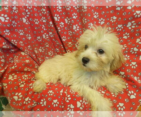 Medium Photo #5 F2 Aussiedoodle Puppy For Sale in PATERSON, NJ, USA