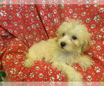 Small #4 F2 Aussiedoodle