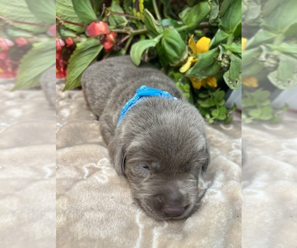 Medium Photo #6 Labrador Retriever Puppy For Sale in NEOLA, WV, USA
